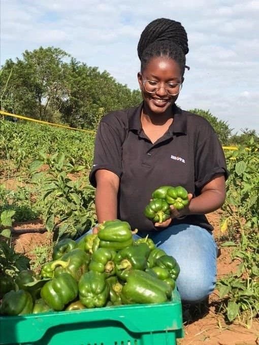 Farmer holding a fresh harvest of green peppers